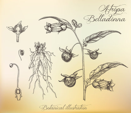 Botanical illustration. Dashed outline of  plant. Belladonna.