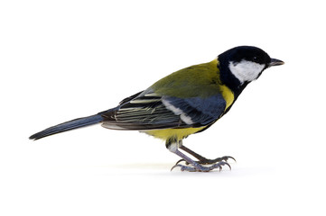Obraz premium great tit