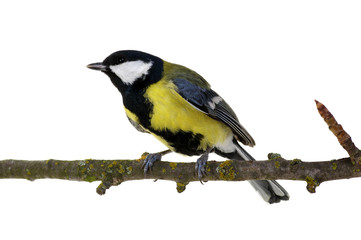 Naklejka premium great tit