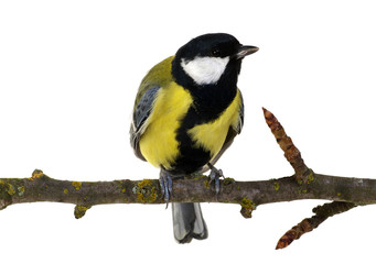 great tit