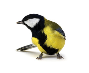 great tit