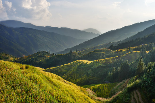 Fototapeta rice terraced fields Wengjia longji Longsheng Hunan China