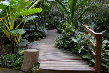 wooden bridge in the garden with Green Plants and ferns