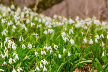 Fototapeta premium beautiful spring snowdrop forest glade