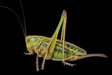 Grasshopper 26