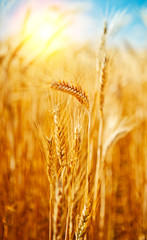 Golden wheat field in summer