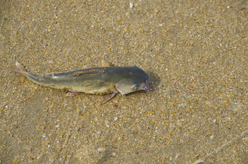 fish of som on sea sand
