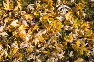 autumn leaves on the ground