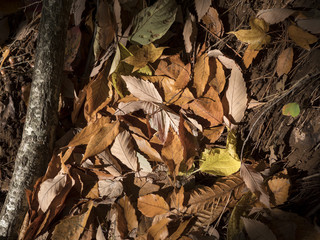 Fallen autumn brown oak leaves