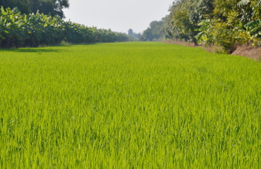 Obraz na płótnie Canvas paddy field in Thailand countryside