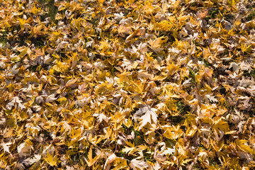 autumn leaves on the ground