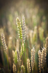 Backdrop of ripening ears of yellow wheat field.