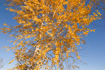 red leaves of birch on a blue sky