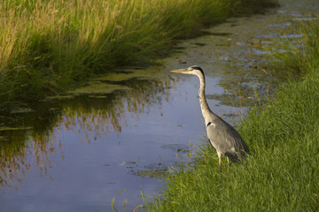 Garza en al canal esperando su oportunidad para pescar.