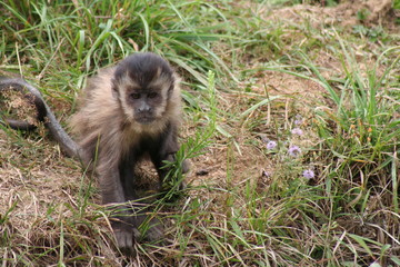 Bébé capucin