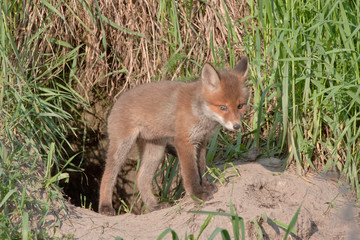 Naklejka na ściany i meble Young fox near the hole. Red fox (Vulpes vulpes) 50 days old.