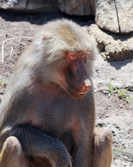 Monkeys in the zoo of Melbourne