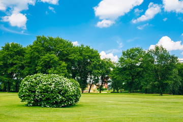 Lush Bushes In City Garden. Sunny Summer Landscape