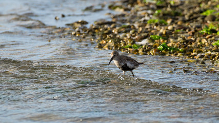 Kentish plover bird