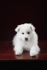 White swiss shepherd puppy