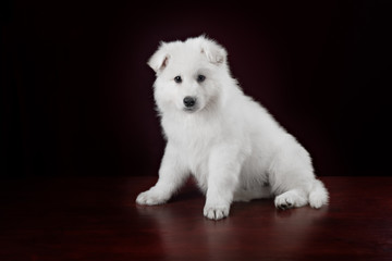 White swiss shepherd puppy