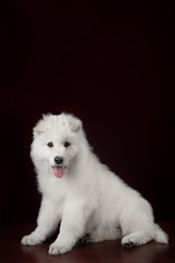 White swiss shepherd puppy