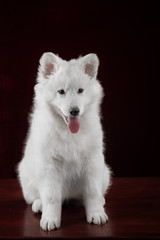 Naklejka premium White swiss shepherd puppy