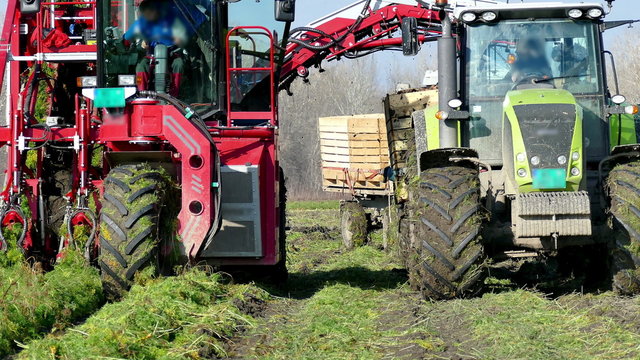 Harvester and a tractor to harvest carrots