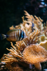 Obraz na płótnie Canvas Colorful sea fish in aquarium