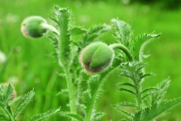 Shaggy bud of poppy in bloom period in spring. Shallow depth of field, blurred natural background, focus on bud of papaver in center