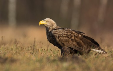 White tailed eagle (Haliaeetus albicilla)