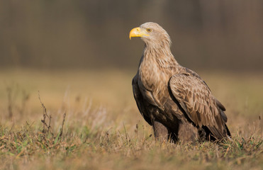 White tailed eagle (Haliaeetus albicilla)