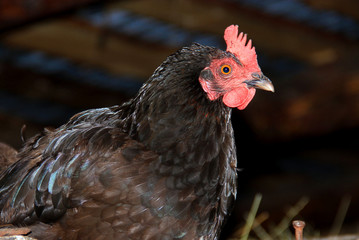 black chicken in a barn on a farm