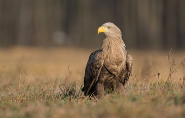 White tailed eagle (Haliaeetus albicilla)