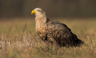 White tailed eagle (Haliaeetus albicilla)