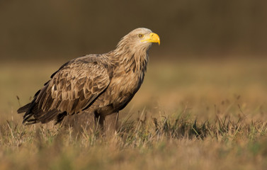 White tailed eagle (Haliaeetus albicilla)