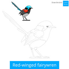Red winged fairywren bird learn to draw vector