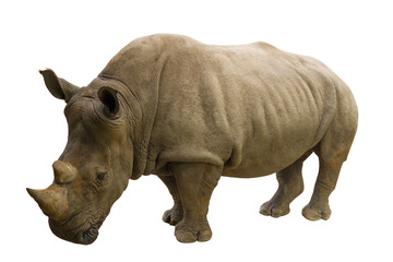 Obraz premium rhinoceros isolated on white background
