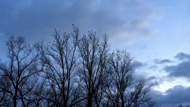 Raben in einem Baum im Winter
