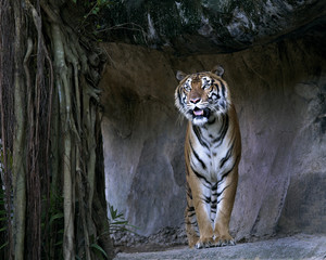 Bengal Tiger standing in front of the cave