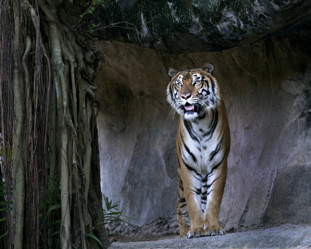 Fototapeta Bengal Tiger standing in front of the cave