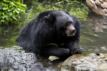 Big Black happy bear in the pond pool water