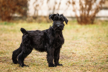 Black puppy of Giant Schnauzer dog