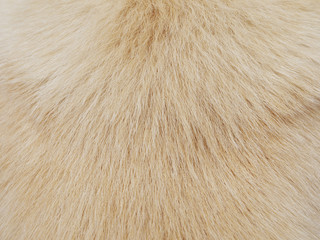 dog hair