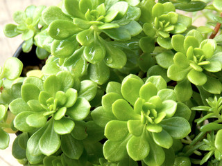 Small succulent plant  on wooden background 