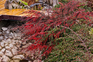 Bush lingonberry without leaves and with berries