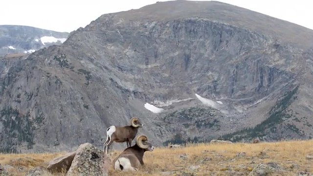 Couple Bighorn Rams Grazing in the Rocky Mountains Colorado