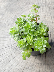 Small succulent plant  on wooden background 