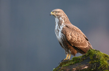 Common buzzard (Buteo buteo)