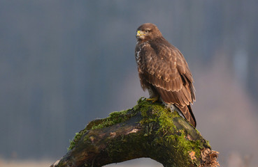 Common buzzard (Buteo buteo)